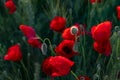 Red poppies, buds and flowers close up in the sun on a background of green vegetation Royalty Free Stock Photo