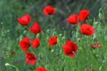 Red poppies and buds in green meadow with green grass background Royalty Free Stock Photo