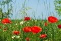 Red poppies and chamomiles with green grass in the meadow. Summer wildflowers meadow flowers on a background of blue sky Royalty Free Stock Photo