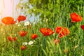 Red poppies and chamomiles with green grass in meadow. Summer wildflowers meadow flowers on a background of blue sky Royalty Free Stock Photo