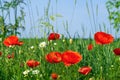 Red poppies and chamomiles with green grass in the meadow. Summer wildflowers meadow flowers on a background of blue sky with Royalty Free Stock Photo