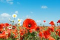 Red poppies and chamomiles under blue sky Royalty Free Stock Photo