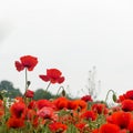 Red poppies close up