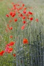 Red poppies  close-up Royalty Free Stock Photo