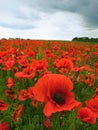 red poppies close up