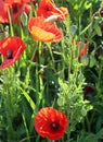 Red poppies close up, spring field