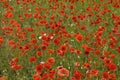 The red poppies close-up in summer time