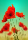 Red poppies on colourful background.