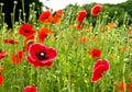 Red poppies common names: common poppy, corn poppy, corn rose, field poppy, Flanders poppy, red poppy, red weed, coquelicot Royalty Free Stock Photo