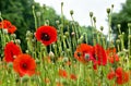 Red poppies common names: common poppy, corn poppy, corn rose, field poppy, Flanders poppy, red poppy, red weed, coquelicot bloo Royalty Free Stock Photo