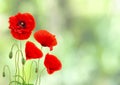 Red poppies common names: common poppy, corn poppy, corn rose, field poppy, Flanders poppy, red poppy, red weed, coquelicot Royalty Free Stock Photo