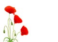 Red poppies common names: common poppy, corn poppy, corn rose, field poppy, Flanders poppy, red poppy, red weed, coquelicot Royalty Free Stock Photo