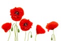 Red poppies common names: common poppy, corn poppy, corn rose, field poppy, Flanders poppy, red poppy, red weed, coquelicot on w Royalty Free Stock Photo