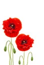 Red poppies common names: common poppy, corn poppy, corn rose, field poppy, Flanders poppy, red poppy, red weed, coquelicot on w Royalty Free Stock Photo