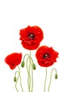 Red poppies common names: common poppy, corn poppy, corn rose, field poppy, Flanders poppy, red poppy, red weed, coquelicot on w Royalty Free Stock Photo