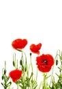 Red poppies common names: common poppy, corn poppy, corn rose, field poppy, Flanders poppy, red poppy, red weed, coquelicot Royalty Free Stock Photo