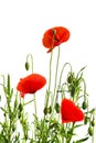 Red poppies common names: common poppy, corn poppy, corn rose, field poppy, Flanders poppy, red poppy, red weed, coquelicot Royalty Free Stock Photo