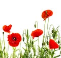 Red poppies common names: common poppy, corn poppy, corn rose, field poppy, Flanders poppy, red poppy, red weed, coquelicot Royalty Free Stock Photo