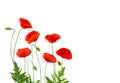 Red poppies common poppy, corn poppy, corn rose, field poppy, Flanders poppy, red weed, coquelicot on white background. Top view Royalty Free Stock Photo