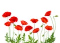 Red poppies common poppy, corn poppy, corn rose, field poppy, Flanders poppy, red weed, coquelicot on white background. Top view Royalty Free Stock Photo