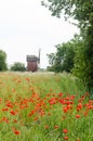 Red poppies in a cornfield by an old windmill