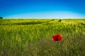 Red poppies in a cornfield in the sunshine Royalty Free Stock Photo