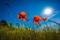 Red poppies in a cornfield in the sunshine Royalty Free Stock Photo