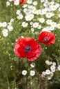 Red poppies and daisies Royalty Free Stock Photo