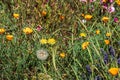 Red poppies with dandelions in the green field Royalty Free Stock Photo