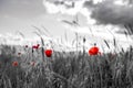 Red poppies on desaturated agricultural field close up shot Royalty Free Stock Photo