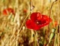 Red poppies in the dry wheat field Royalty Free Stock Photo
