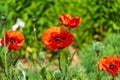 Red Poppies in the Early Summer Sun Royalty Free Stock Photo