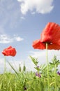Poppies in a green field Royalty Free Stock Photo