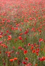 Red poppies