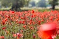 Red poppies