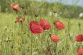 Red poppies at the edge of wheat field Royalty Free Stock Photo