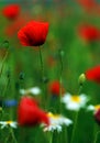 Red Poppies Field Royalty Free Stock Photo