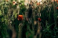 Red poppies in a field against a sunset background. Beautiful flower picture for content. Royalty Free Stock Photo