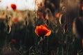 Red poppies in a field against a sunset background. Beautiful flower picture for content. Royalty Free Stock Photo