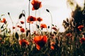 Red poppies in a field against a sunset background. Beautiful flower picture for content. Royalty Free Stock Photo