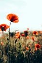 Red poppies in a field against a sunset background. Beautiful flower picture for content. Royalty Free Stock Photo