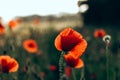 Red poppies in a field against a sunset background. Beautiful flower picture for content. Royalty Free Stock Photo