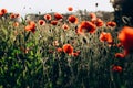 Red poppies in a field against a sunset background. Beautiful flower picture for content. Royalty Free Stock Photo