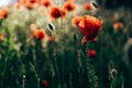 Red poppies in a field against a sunset background. Beautiful flower picture for content. Royalty Free Stock Photo