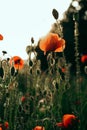 Red poppies in a field against a sunset background. Beautiful flower picture for content. Royalty Free Stock Photo