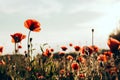 Red poppies in a field against a sunset background. Beautiful flower picture for content. Royalty Free Stock Photo