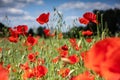 Red poppies in a field on a background of blue sky. Royalty Free Stock Photo