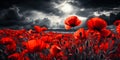 red poppies in the field. background imagery for remembrance or armistice day on 11 of november. dark clouds on the sky. selective Royalty Free Stock Photo