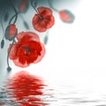 Red poppies field Royalty Free Stock Photo