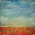 Red poppies field with blue sky,background Royalty Free Stock Photo